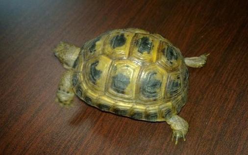 養烏龜對于水的管理