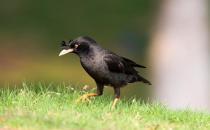 寄生蟲(chóng)導(dǎo)致八哥換羽毛怎么辦？