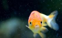 家庭養(yǎng)魚有什么好方法嗎？