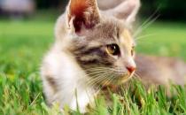 給貓咪做絕育手術需要注意的事項