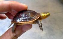 幼龜過冬要注意的事項