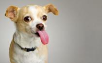 想養(yǎng)狗狗嗎？新手養(yǎng)狗的具體攻略