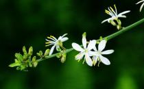 吊蘭葉尖干枯了還有救嗎？