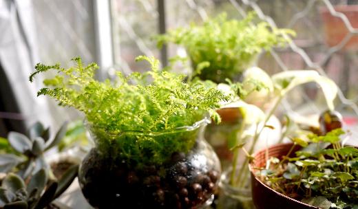 水養植物是什么？水養植物的分類