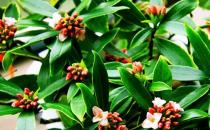 這些植物放在家中有意想不到的功效！