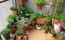 家庭養花的施肥技巧