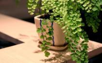 盤點各類花卉的養(yǎng)殖注意事項