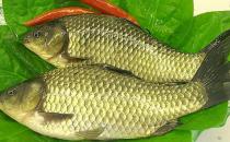 多吃魚好處多 春季吃哪種魚最好？