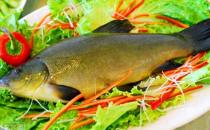 丁桂魚有什么營養價值與功效？