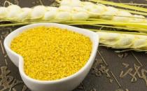 男人吃小米益腎氣養脾胃