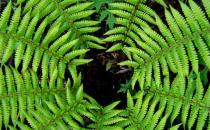 蕨類(lèi)植物的特點(diǎn) 蕨類(lèi)植物的觀賞價(jià)值