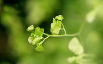 在家庭里養好鐵線蕨的方法