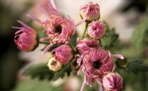 香菊的養護要點有哪些？