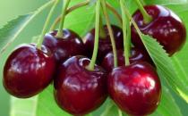 白領女性吃什么防輻射？防輻射食物與茶飲推薦