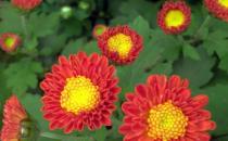 清明節去踏青？踏青提防光過敏