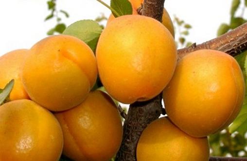 保護(hù)白領(lǐng)一族眼睛的食物和花茶