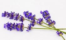 薰衣草精油的功效和護膚方法