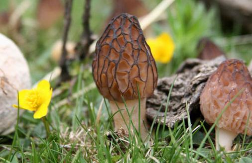 食用羊肚菌會(huì)有哪些好處？