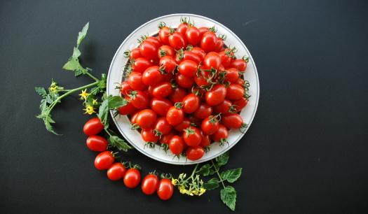 圣女果是不是轉基因蔬菜？