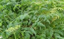 細葉芹的功效 細葉芹的做法