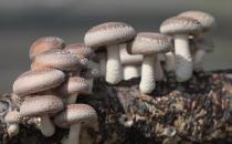 香菇的簡(jiǎn)介 香菇的做法