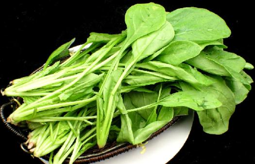 菠菜的自我簡(jiǎn)介你想了解嗎