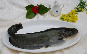 鲇魚_鯰魚,鲇魚的營養價值,功效與作用,鲇魚怎么做好吃,鲇魚的做法大全