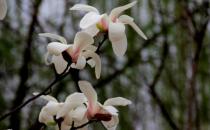 玉蘭花也是餐桌上的美食