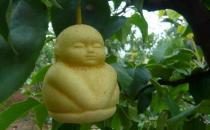 人參果的功效 人參果怎么養生