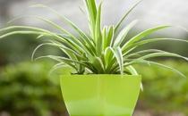 教你如何種植金心吊蘭