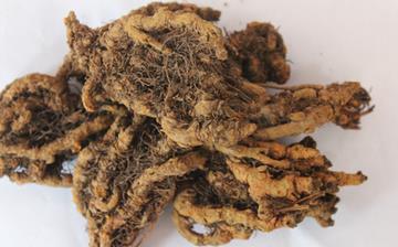 【黃連】黃連的功效與作用_黃連的副作用和禁忌_黃連的藥用價值