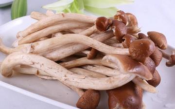 【茶樹菇】茶樹菇的營養(yǎng)價(jià)值_茶樹菇怎么做好吃_茶樹菇的做法大全