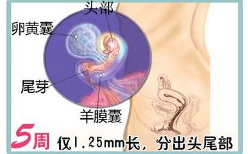 【懷孕5周】早孕5周癥狀_懷孕5周胎兒圖片_懷孕5周吃什么補身體