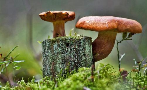 蘑菇能減肥?蘑菇減肥餐別錯過