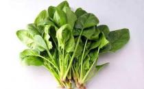 菠菜根的營養價值不可小覷