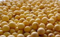 吃黃豆能不能減肥？