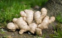 幾種生姜吃法緩解身體不適