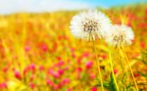 盤點能夠當菜吃的中草藥