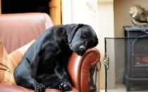 頭發不干就睡覺會有這些危害