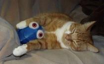 發作性睡病是什么？發作性睡病有哪些癥狀