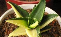 蘆薈雖好不適合孕婦 易引發孕婦流產