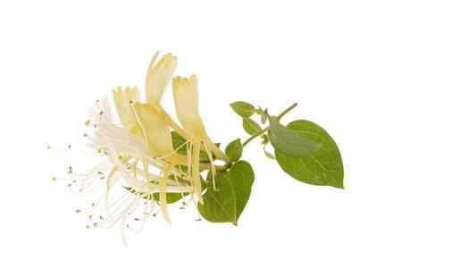 用金銀花泡水喝有什么好處