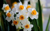 水仙花的正確養護方法 養水仙花的注意事項