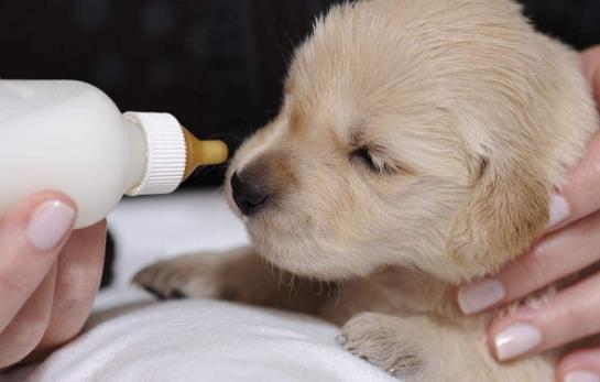 沒斷奶的小狗怎么照顧？仔犬飼養方法