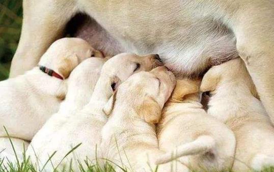沒斷奶的小狗怎么照顧？仔犬飼養方法