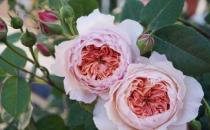 養(yǎng)花方法技巧大全 家庭養(yǎng)花的水肥光土四大要點總結(jié)