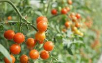 水果最常見的誤區 最養生的水果大盤點