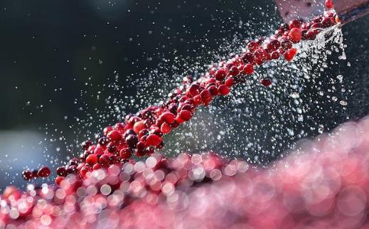 吃了這么久蔓越莓，才知道原來(lái)它還有這五大功效，美容養(yǎng)