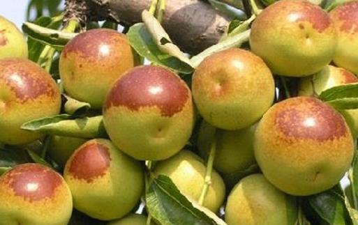 冬棗有哪些益處？醫生：冬棗的這四個功效你要知道，解酒