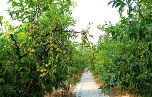 冬棗有哪些益處？醫生：冬棗的這四個功效你要知道，解酒